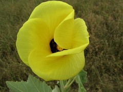 Hibiscus panduriformis
