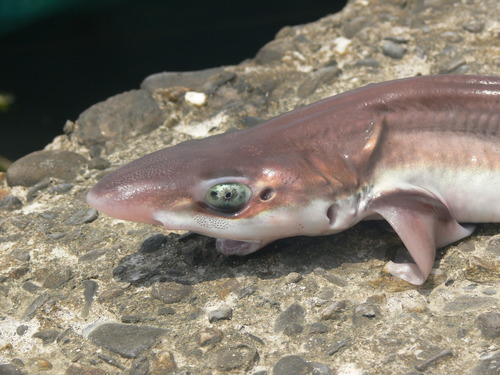 Blacktip sawtail cat shark (Galeus sauteri) — Scyliorhinidae — 2