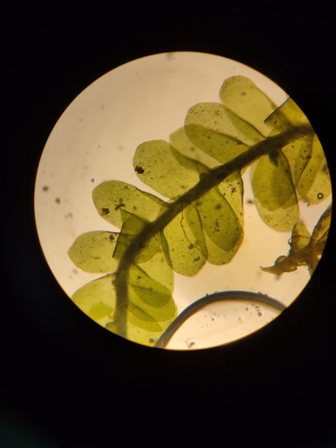 Alleniella besseri, 2025-11-17