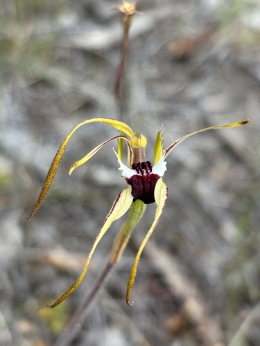 Caladenia dilatata observed 2025-12-12