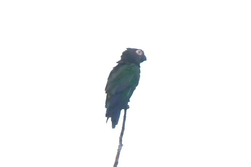 Dusky-headed Parakeet
