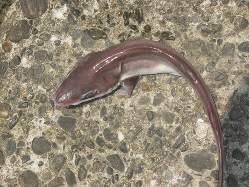 Blacktip sawtail cat shark (Galeus sauteri) — Scyliorhinidae