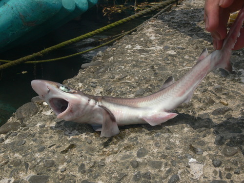Blacktip sawtail cat shark (Galeus sauteri) — Scyliorhinidae — 3
