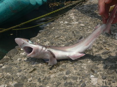 Blacktip Sawtail Catshark photo 2