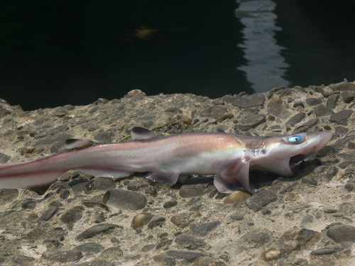 Blacktip sawtail cat shark (Galeus sauteri) — Scyliorhinidae — 4