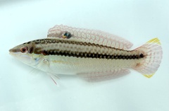 Earmuff Wrasse photo 2