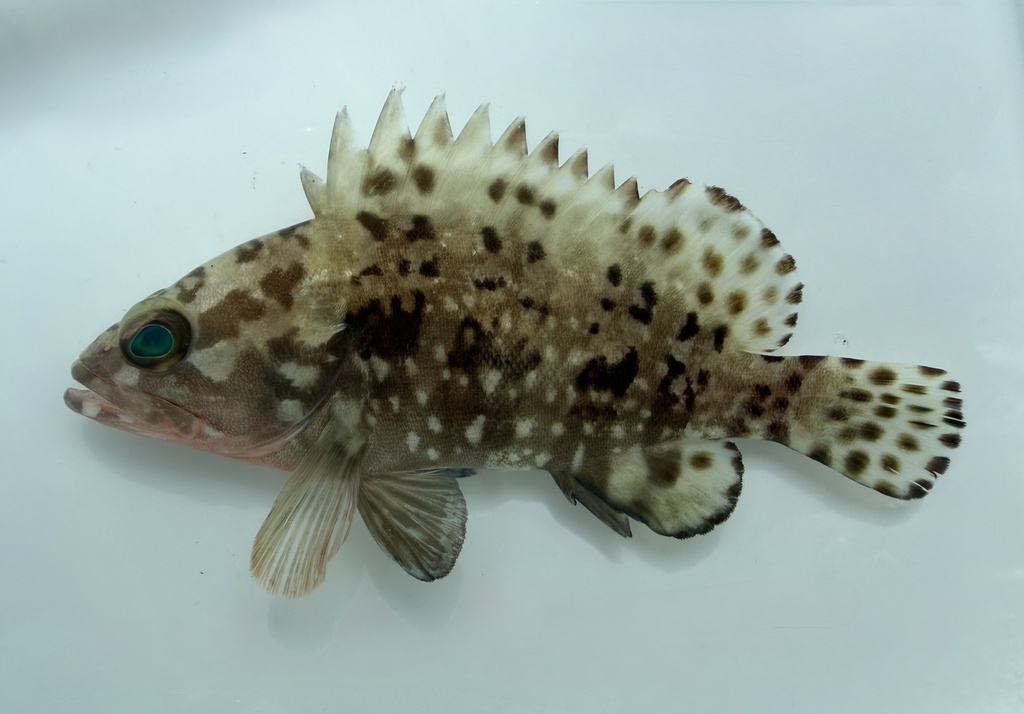 Six-Banded Rock-Cod