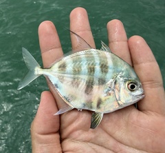 Longfin Trevally photo 2