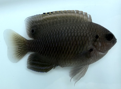 Bintan damsel (Pomacentrus bintanensis) — Pomacentridae — 2