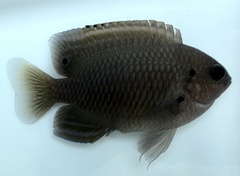 Bintan Damselfish photo 2