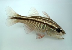 Rib-Bar Cardinalfish photo 3