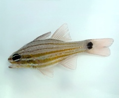 Eleven-Stripe Cardinalfish photo 2