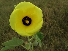 Hibiscus panduriformis