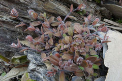 Myosotis australis