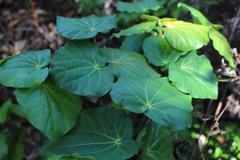 Piper excelsum peltatum