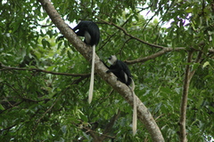 Colobus vellerosus
