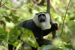 Colobus vellerosus