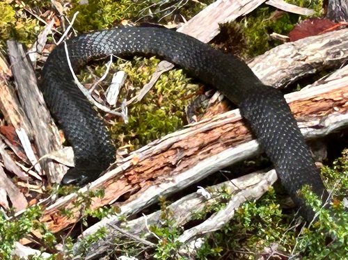 Tiger Snake sighting