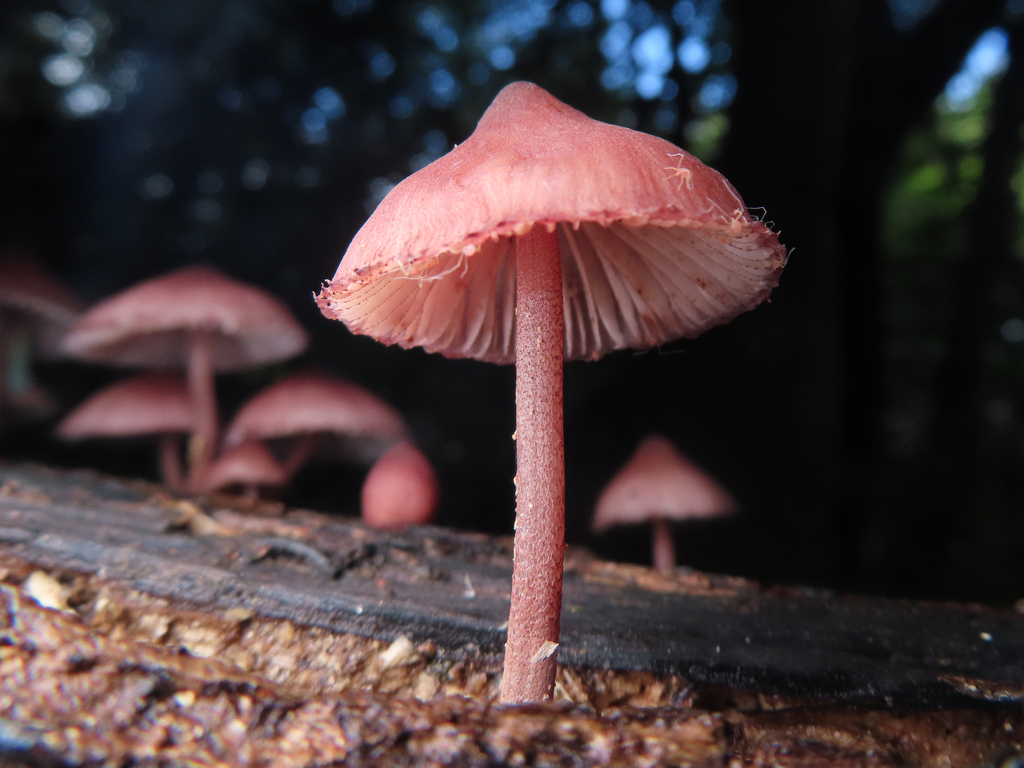 Mycena haematopus · October 2025 · photo: © timur_kalininsky (iNaturalist, cc-by)
