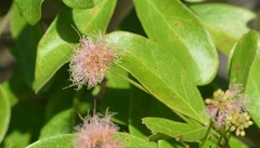 Pithecellobium keyense