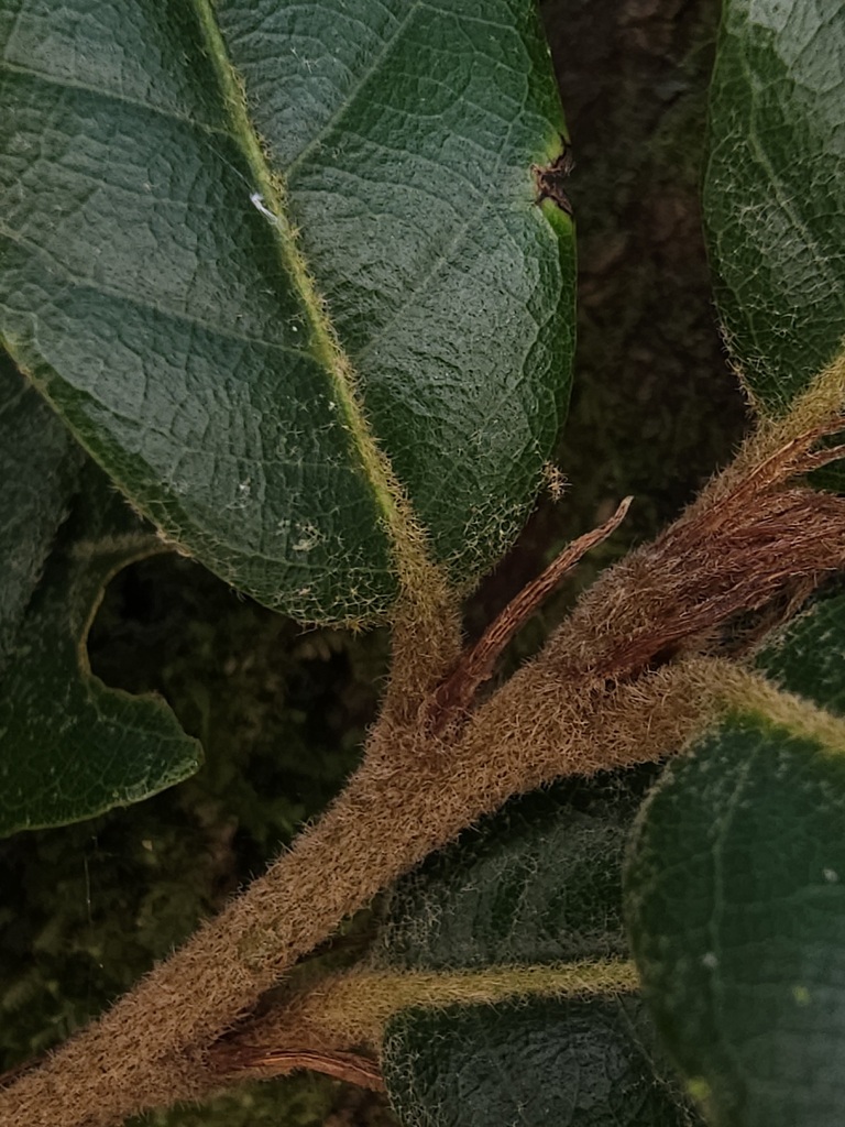 Quercus tatakaensis
