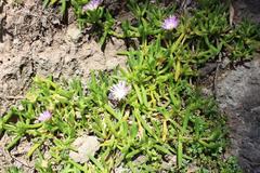 Disphyma australe australe