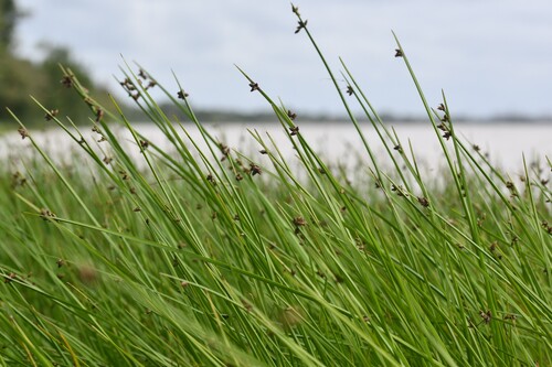Schoenoplectus triqueter, photograph 2
