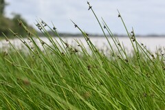 Schoenoplectus triqueter, photograph (c) Flavien Saboureau, some rights reserved (CC BY)