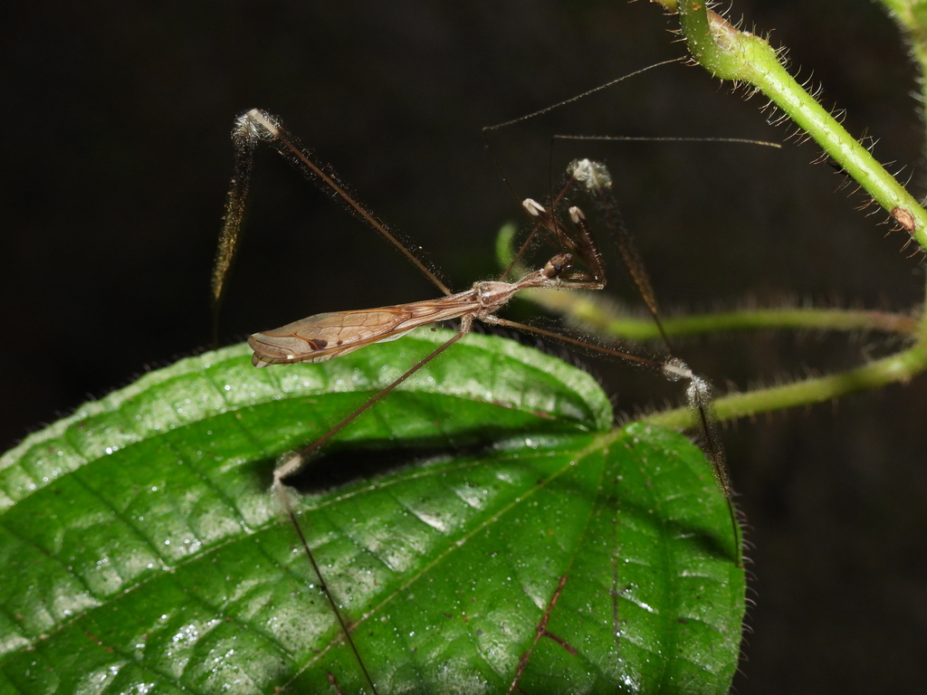 Myiophanes fluitaria