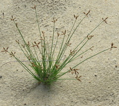 Fimbristylis ferruginea