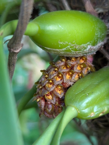 Bulbophyllum crassipes, photograph 6