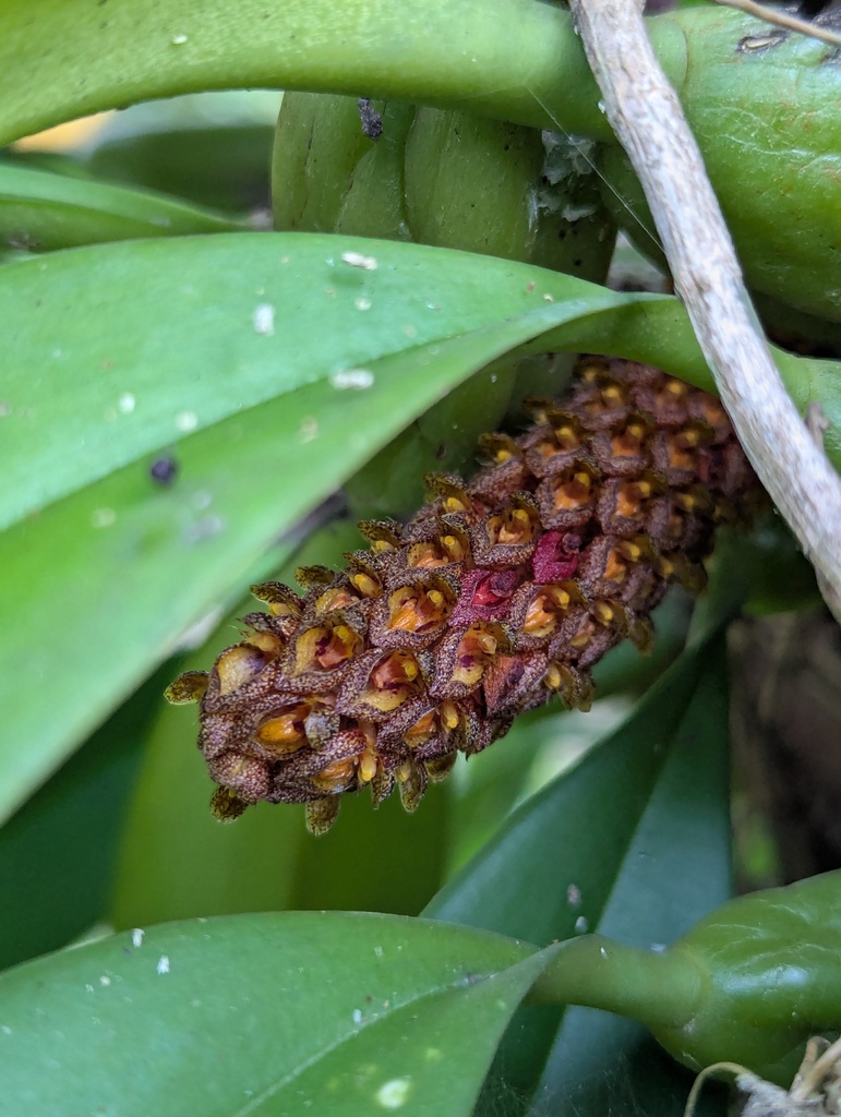 Bulbophyllum crassipes
