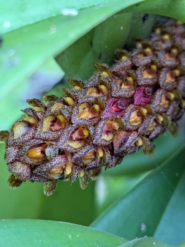 Bulbophyllum crassipes, photograph 2