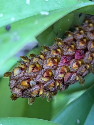 Bulbophyllum crassipes, photograph 3