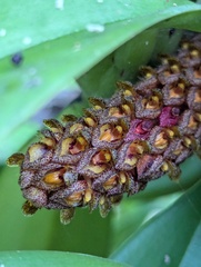 Bulbophyllum crassipes, photograph (c) Sagnik Dutta Roy, some rights reserved (CC BY)