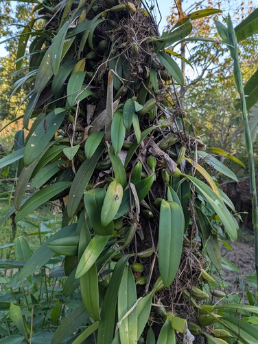 Bulbophyllum crassipes, photograph 4