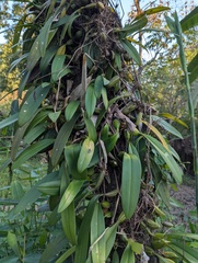 Bulbophyllum crassipes, photograph (c) Sagnik Dutta Roy, some rights reserved (CC BY)