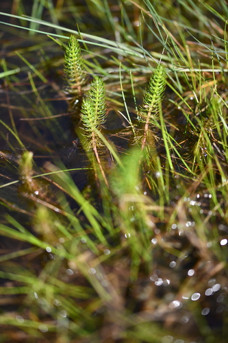 Whorled Caraway (Trocdaris verticillata)