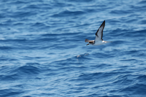 iNaturalist image