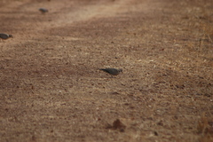 Streptopelia vinacea