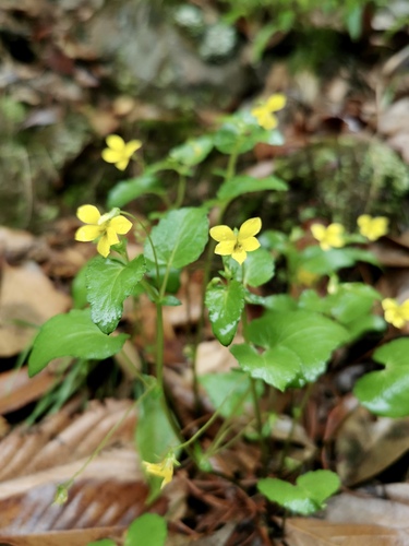 Viola delavayi observed 2019-08-28
