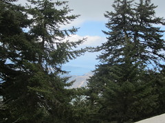Abies cephalonica
