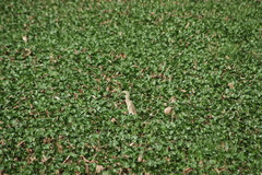 Ardeola ralloides
