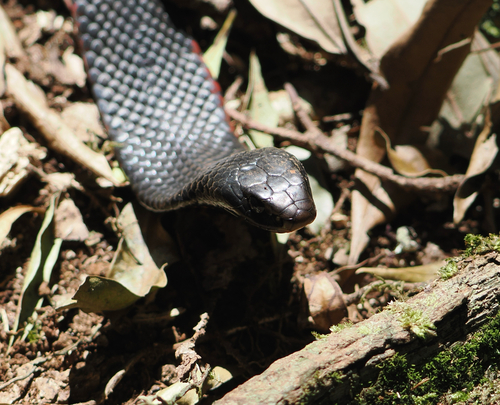 Red-bellied Black Snake sighting