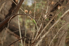 Merops viridissimus