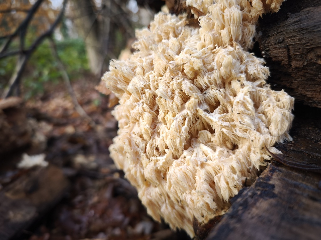 Hericium coralloides · December 2025 · photo: © arthur_haendler (iNaturalist, cc0)