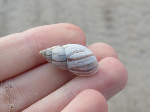 Discoleus ameghinoi