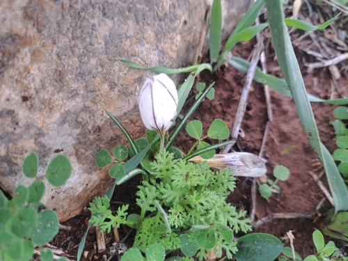 Crocus hyemalis, photograph 5