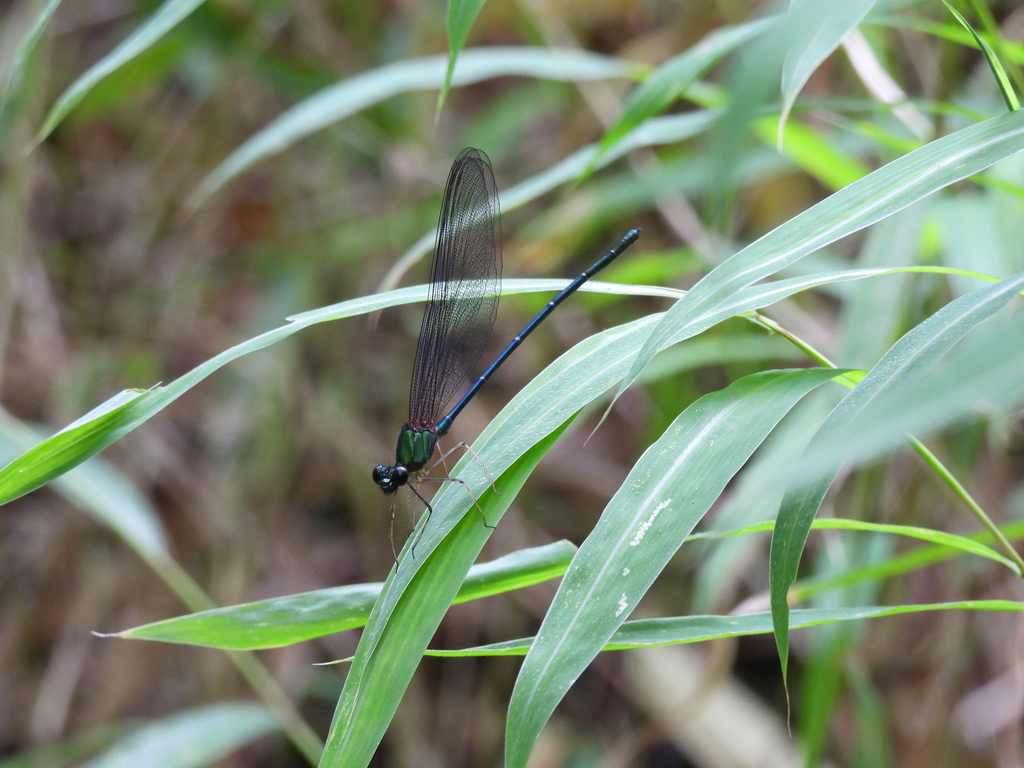 Echo uniformis (Echo uniformis)