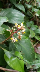 Ardisia compressa